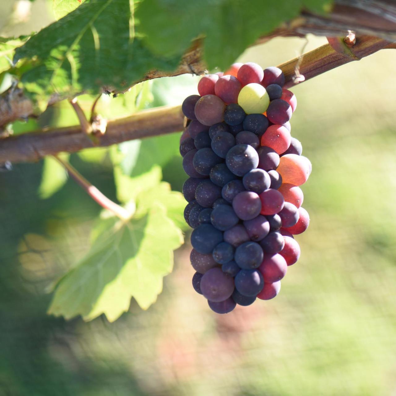 Bed and Breakfast Grey Ridge Vineyard Experience Александра Екстер'єр фото