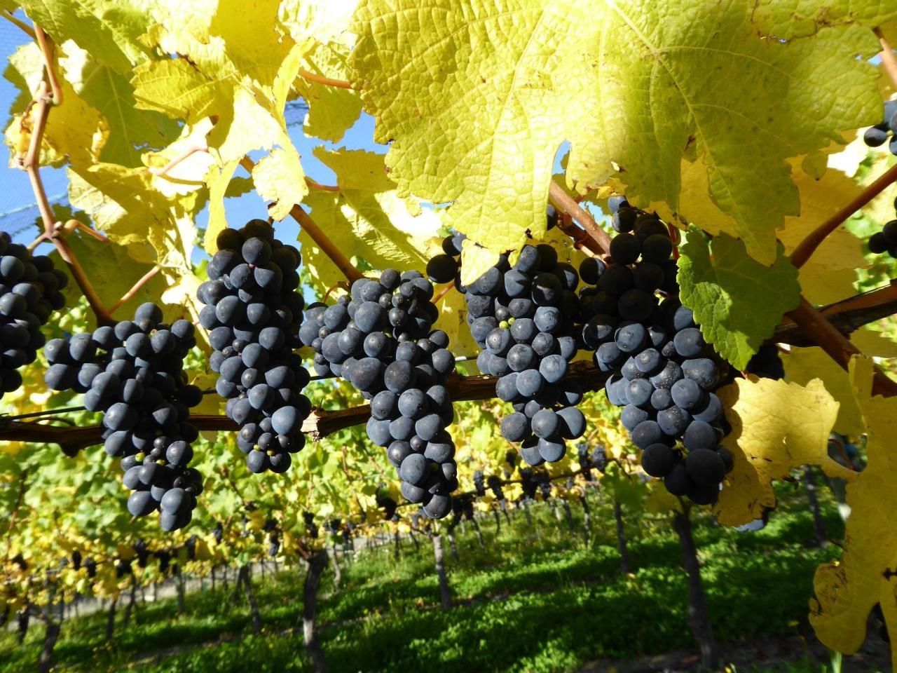 Bed and Breakfast Grey Ridge Vineyard Experience Александра Екстер'єр фото